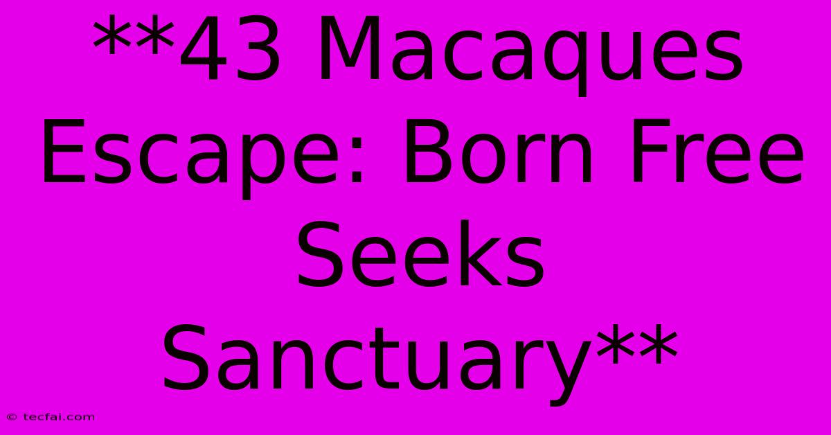 **43 Macaques Escape: Born Free Seeks Sanctuary**