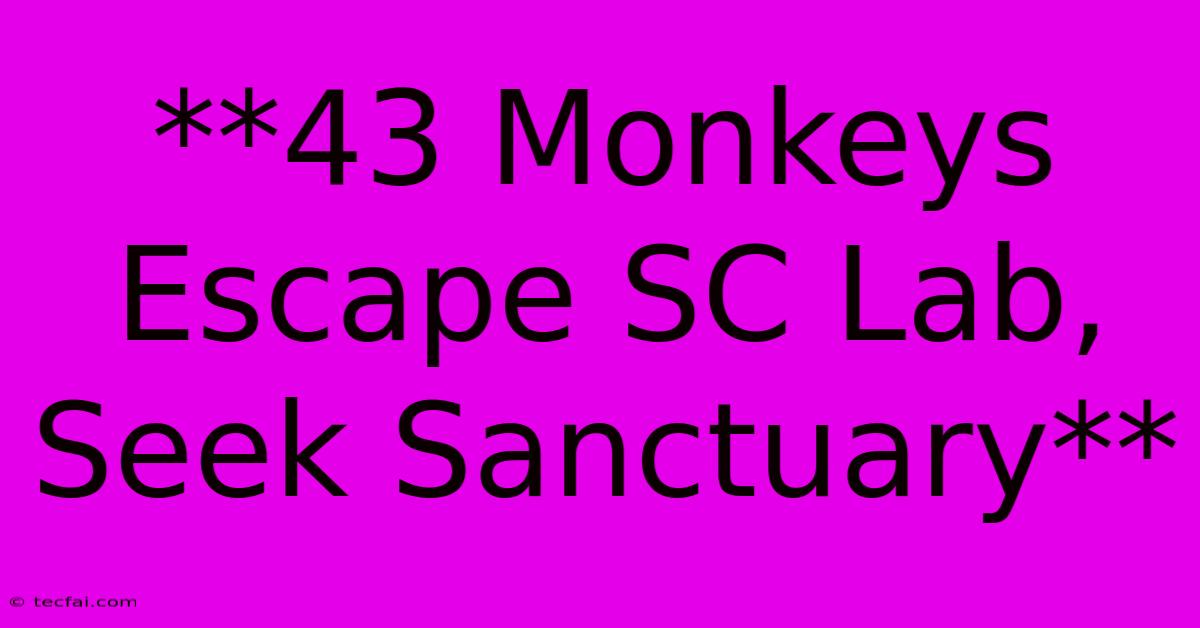 **43 Monkeys Escape SC Lab, Seek Sanctuary**