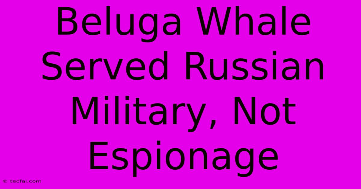 Beluga Whale Served Russian Military, Not Espionage