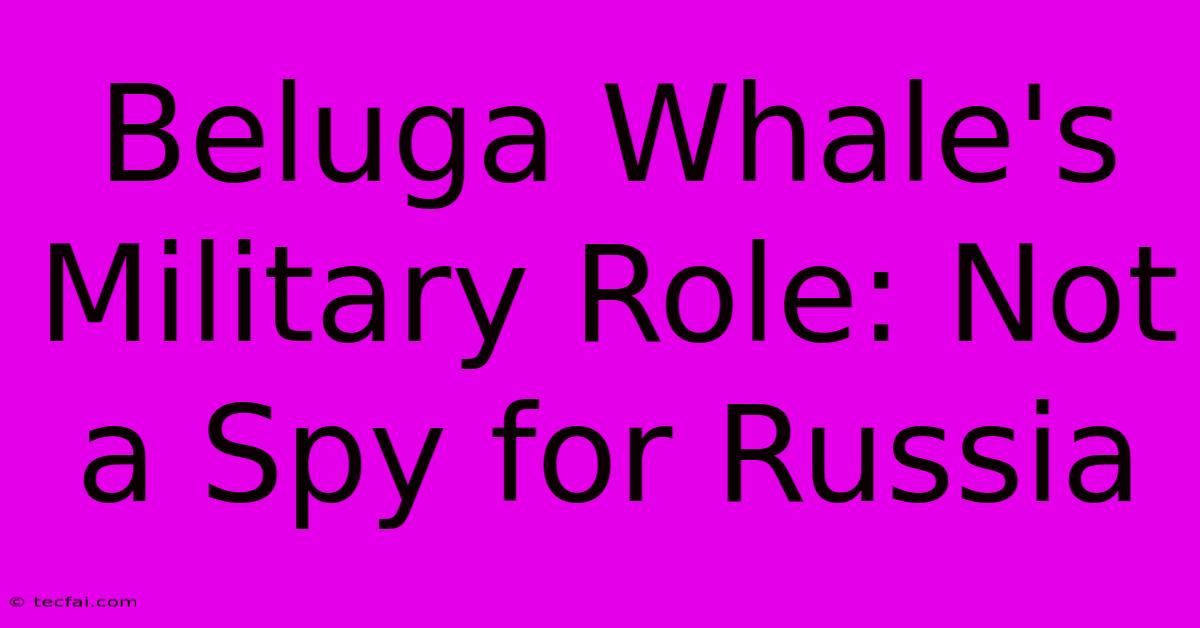 Beluga Whale's Military Role: Not A Spy For Russia 