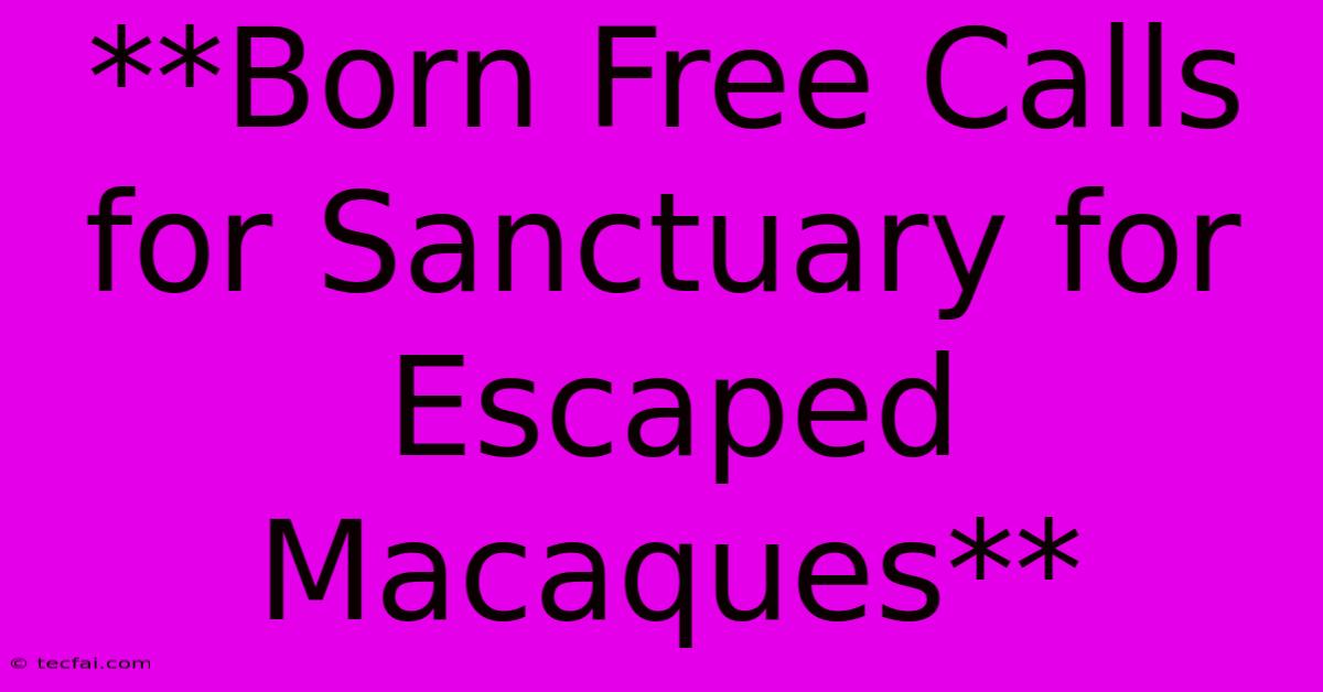 **Born Free Calls For Sanctuary For Escaped Macaques**