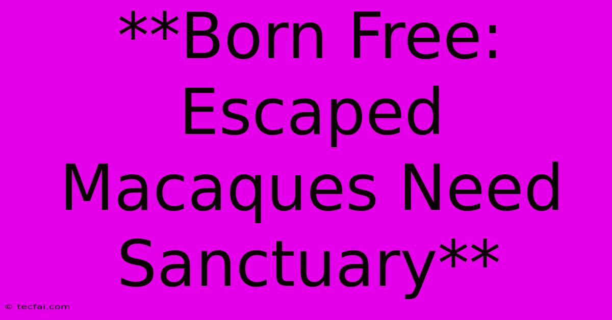 **Born Free: Escaped Macaques Need Sanctuary** 