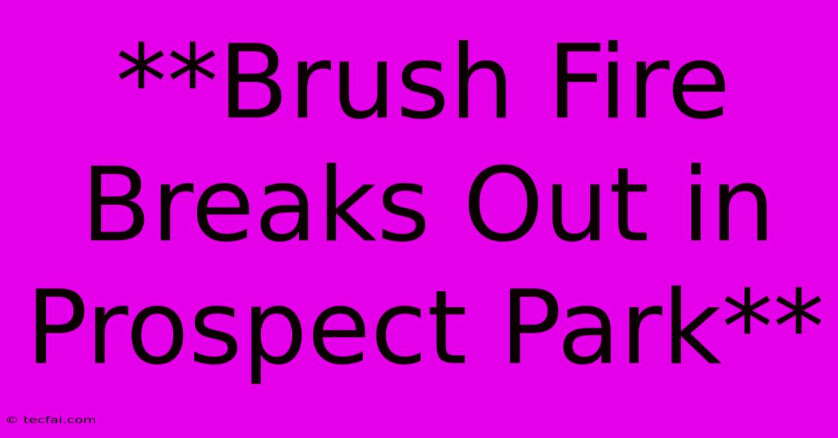 **Brush Fire Breaks Out In Prospect Park**