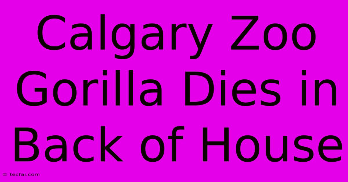 Calgary Zoo Gorilla Dies In Back Of House