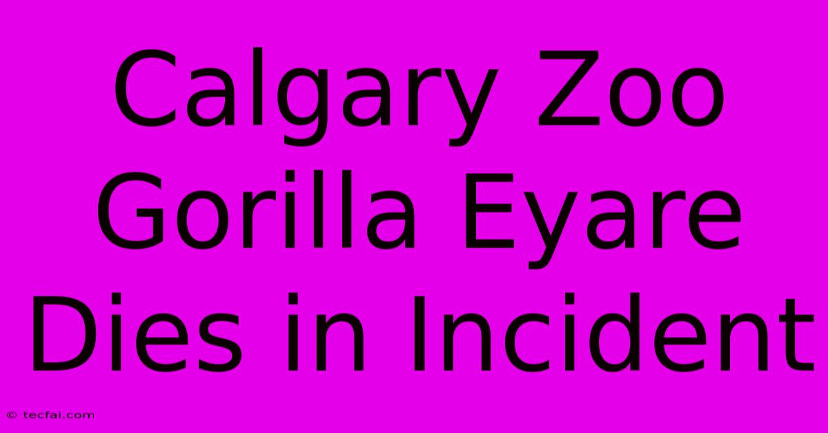 Calgary Zoo Gorilla Eyare Dies In Incident