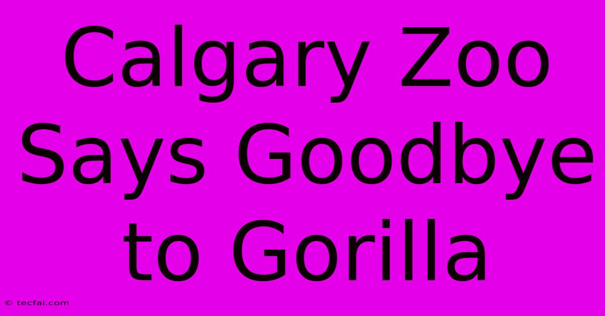 Calgary Zoo Says Goodbye To Gorilla