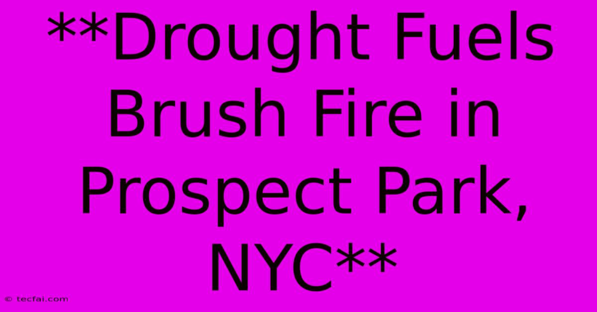 **Drought Fuels Brush Fire In Prospect Park, NYC** 