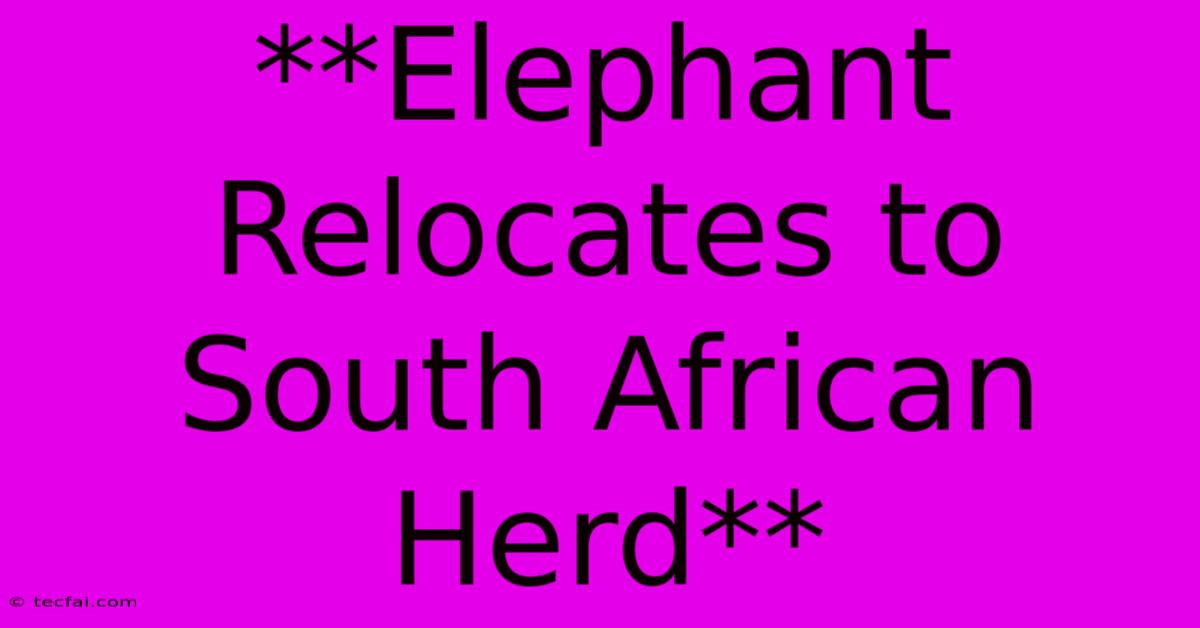 **Elephant Relocates To South African Herd**