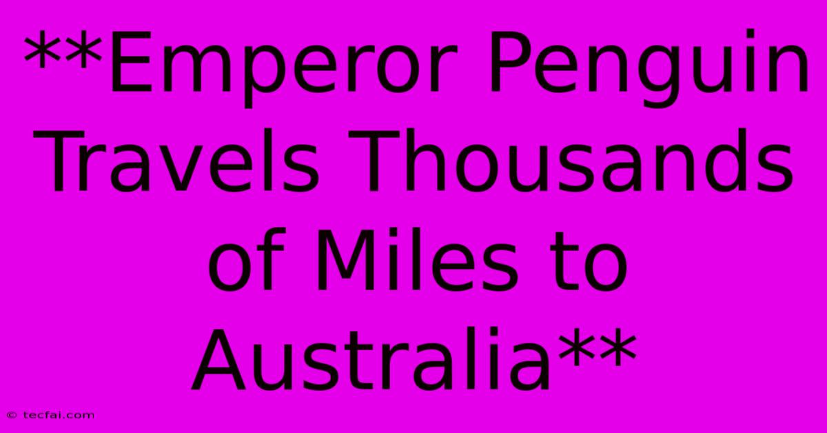 **Emperor Penguin Travels Thousands Of Miles To Australia** 