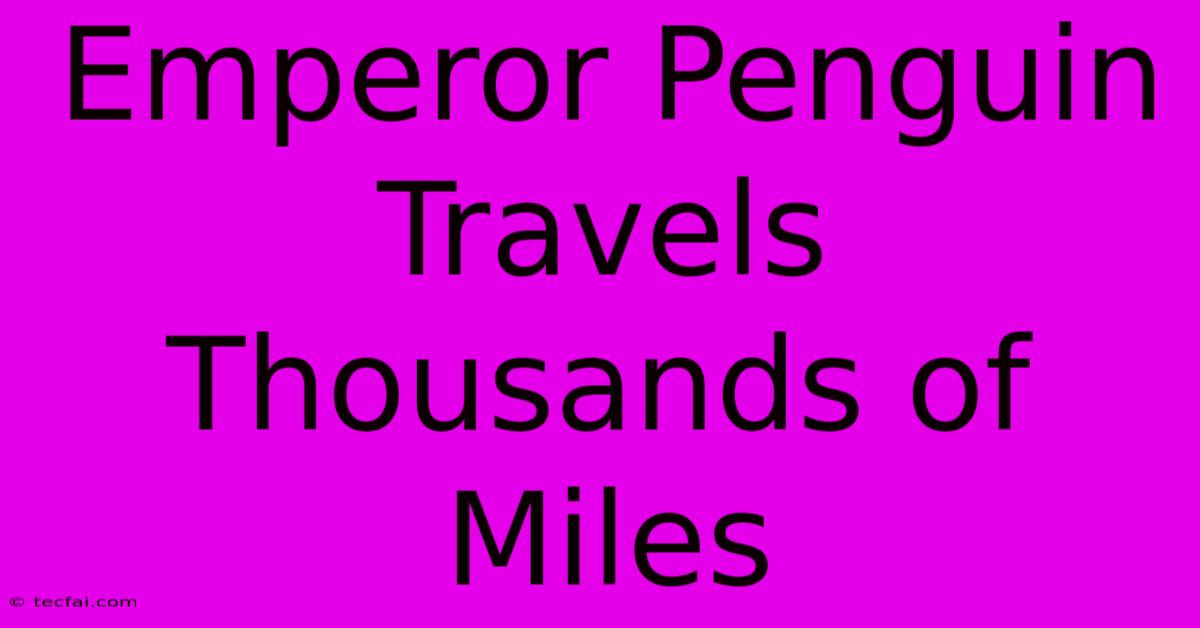 Emperor Penguin Travels Thousands Of Miles