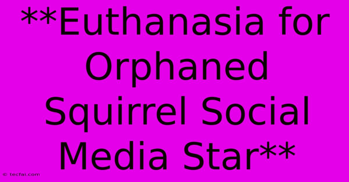 **Euthanasia For Orphaned Squirrel Social Media Star**