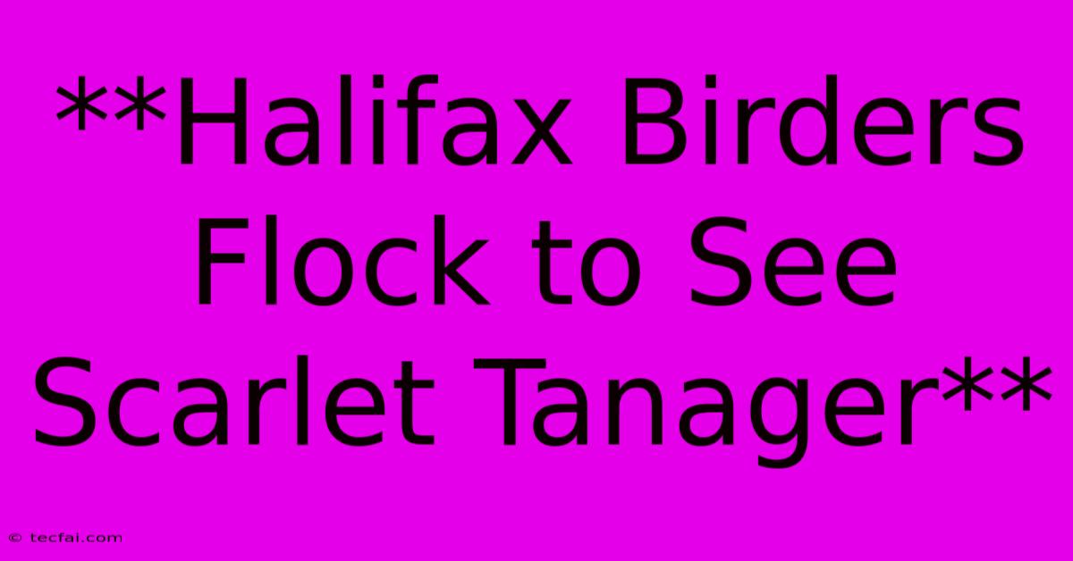 **Halifax Birders Flock To See Scarlet Tanager**