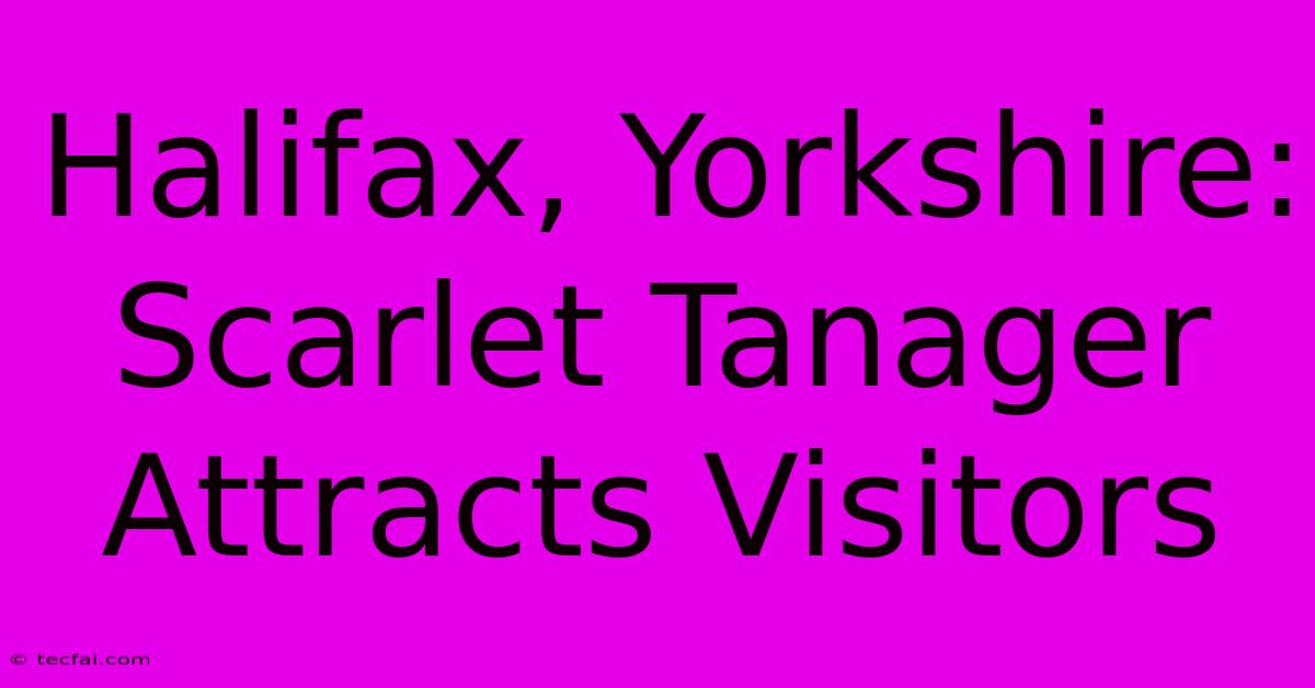 Halifax, Yorkshire: Scarlet Tanager Attracts Visitors