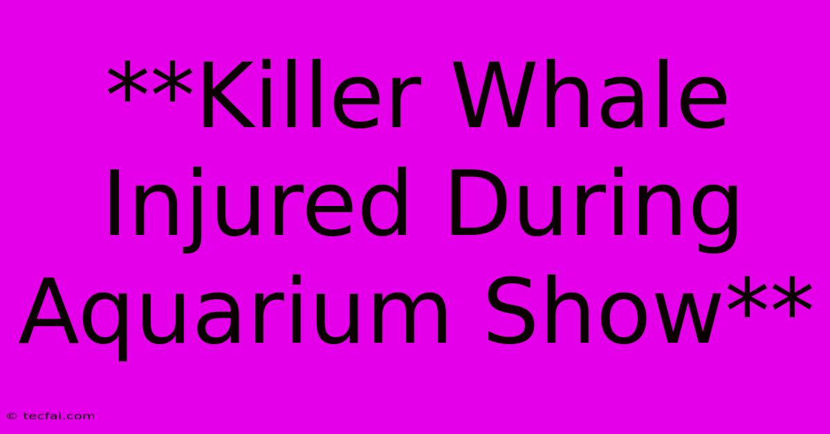 **Killer Whale Injured During Aquarium Show**