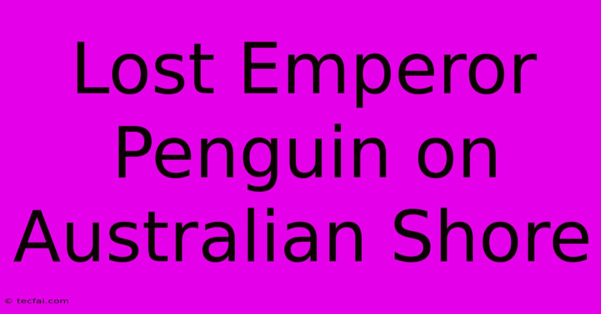 Lost Emperor Penguin On Australian Shore