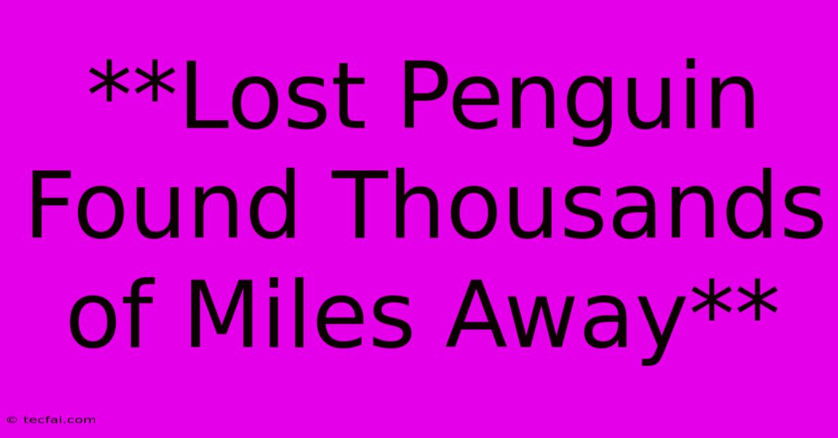 **Lost Penguin Found Thousands Of Miles Away**