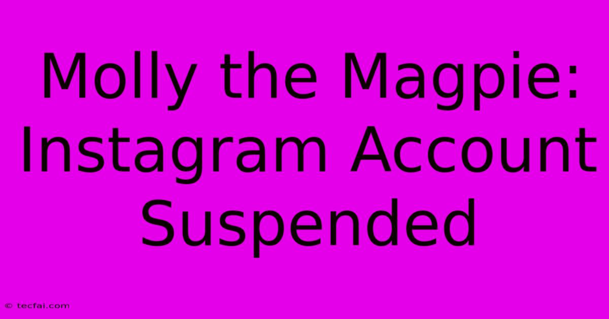 Molly The Magpie: Instagram Account Suspended