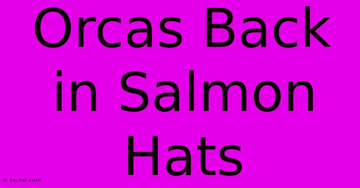 Orcas Back In Salmon Hats