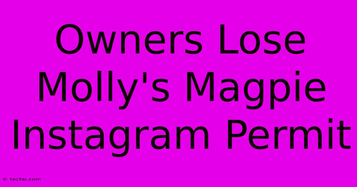 Owners Lose Molly's Magpie Instagram Permit