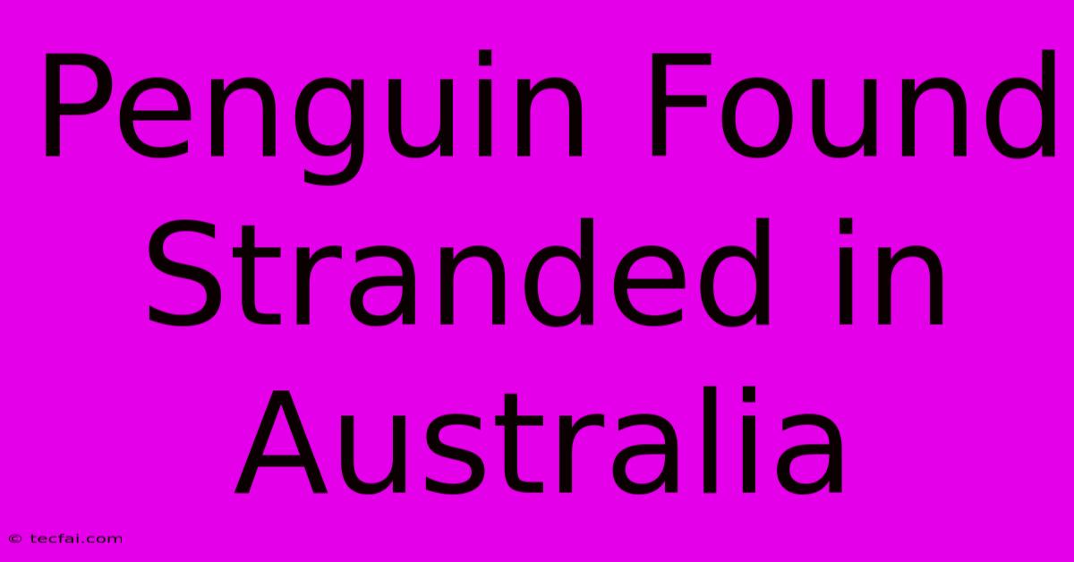 Penguin Found Stranded In Australia