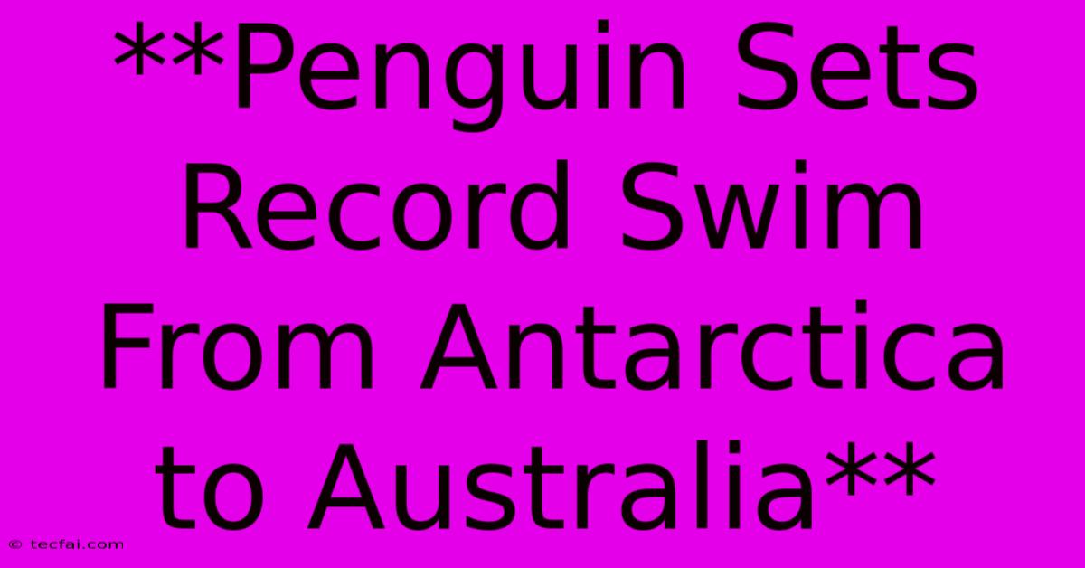 **Penguin Sets Record Swim From Antarctica To Australia**