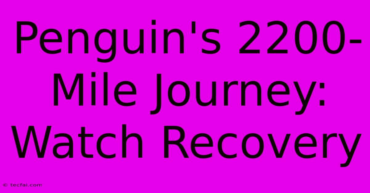 Penguin's 2200-Mile Journey: Watch Recovery