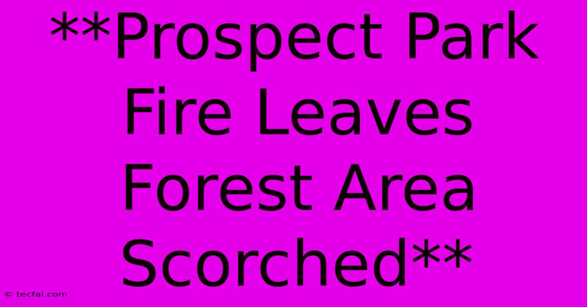 **Prospect Park Fire Leaves Forest Area Scorched**