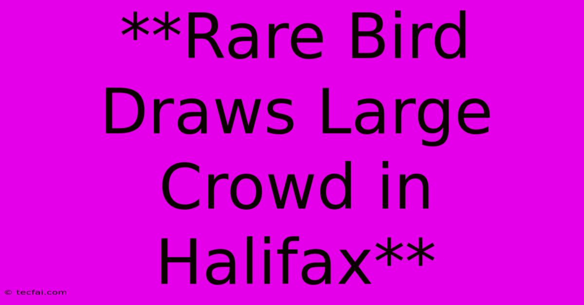 **Rare Bird Draws Large Crowd In Halifax** 