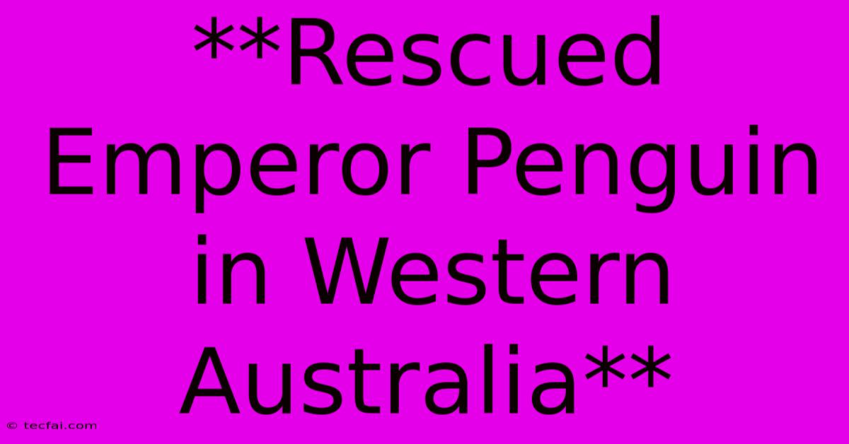 **Rescued Emperor Penguin In Western Australia**