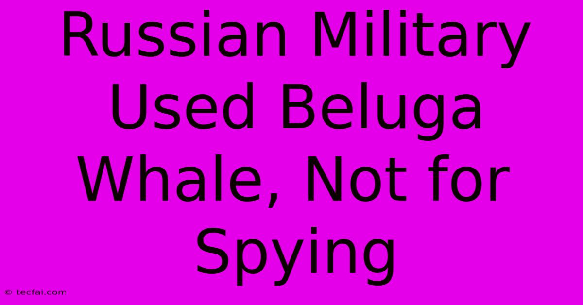 Russian Military Used Beluga Whale, Not For Spying