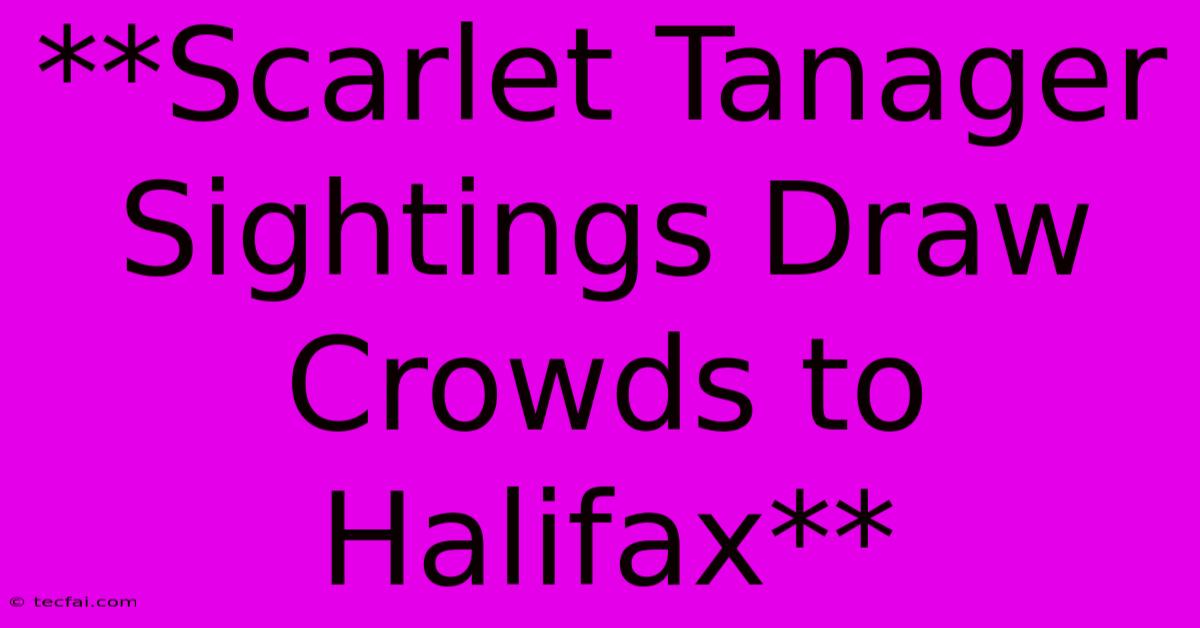 **Scarlet Tanager Sightings Draw Crowds To Halifax**