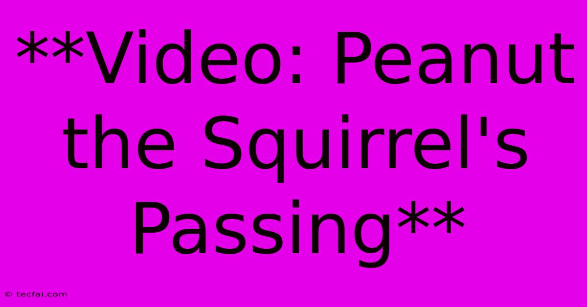 **Video: Peanut The Squirrel's Passing**