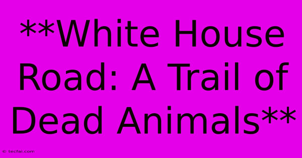 **White House Road: A Trail Of Dead Animals**