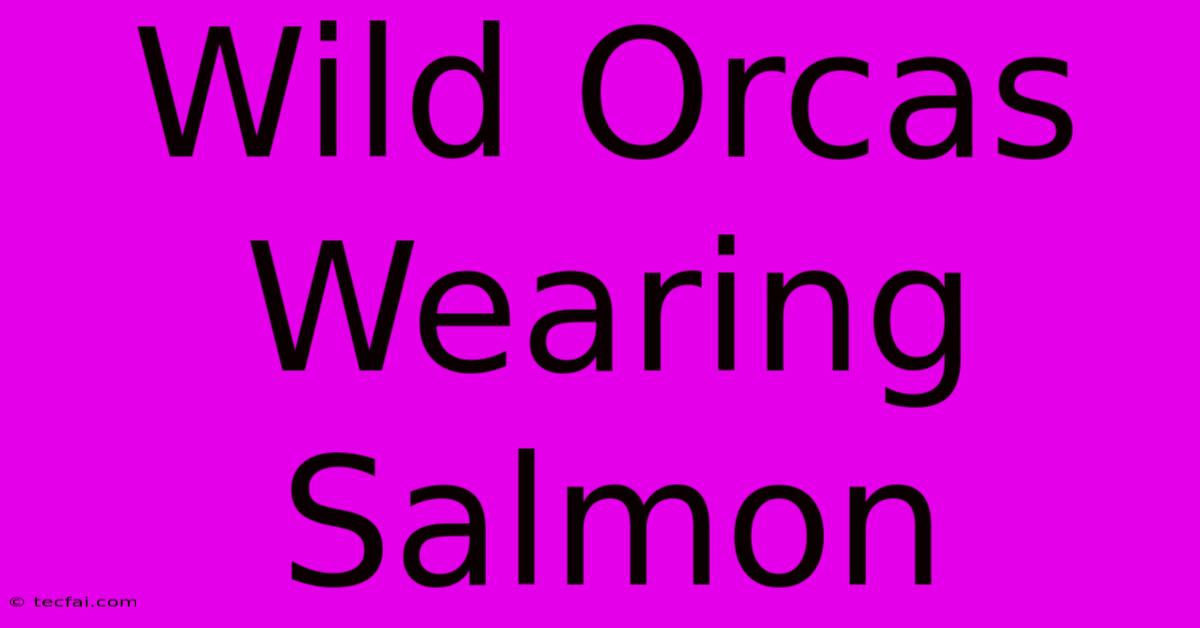 Wild Orcas Wearing Salmon